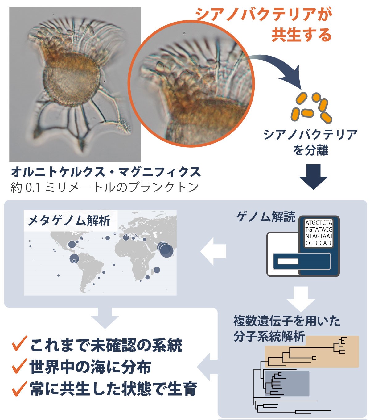 海洋微生物と共生するシアノバクテリアは広く海洋に分布する 見逃された 系統だった 単細胞ゲノム解析により判明 筑波大学 計算科学研究センター Center For Computational Sciences