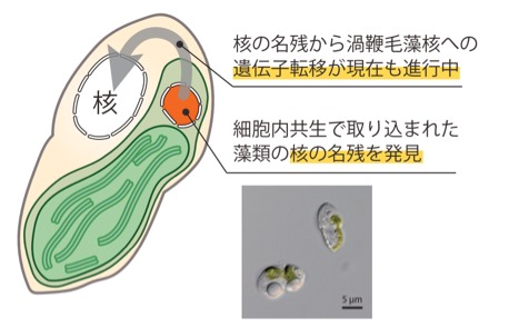 藻類の葉緑体が成立する途中段階を発見