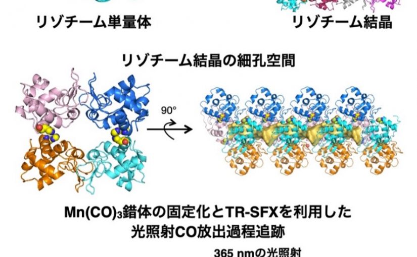 タンパク質結晶に分子を閉じ込め反応過程を可視化　－X線自由電子レーザーと量子化学計算による高精度解析－