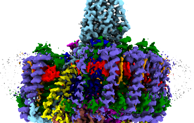 酸素存在下でも生育する光合成細菌の高効率エネルギー変換機構を解明
