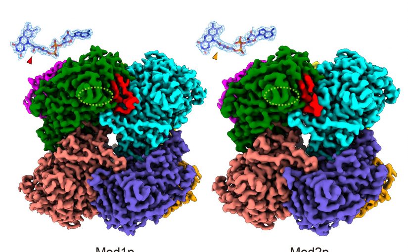 メタノールを効率よくエネルギー変換する酵素の立体構造を解明