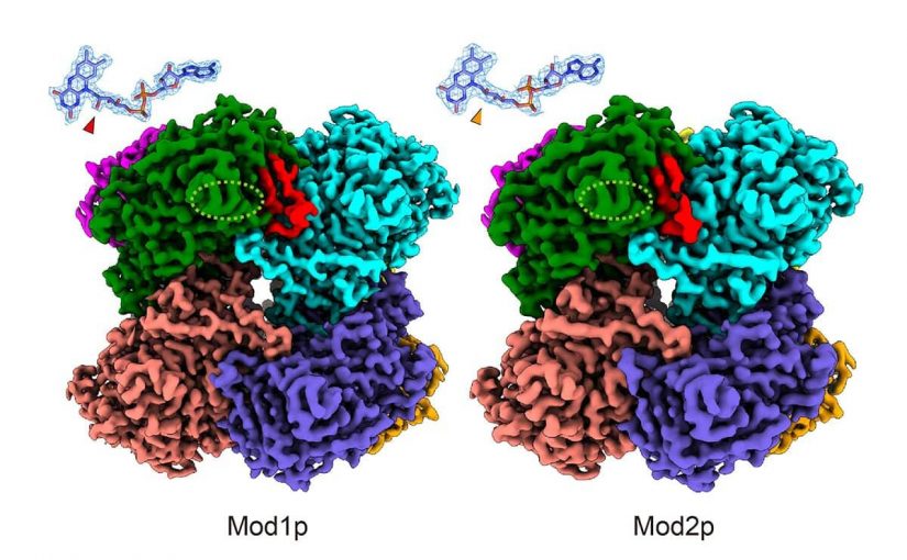 Cryo-EM Reveals the Structural Basis of Functional Diversity in Alcohol Oxidase Isozymes