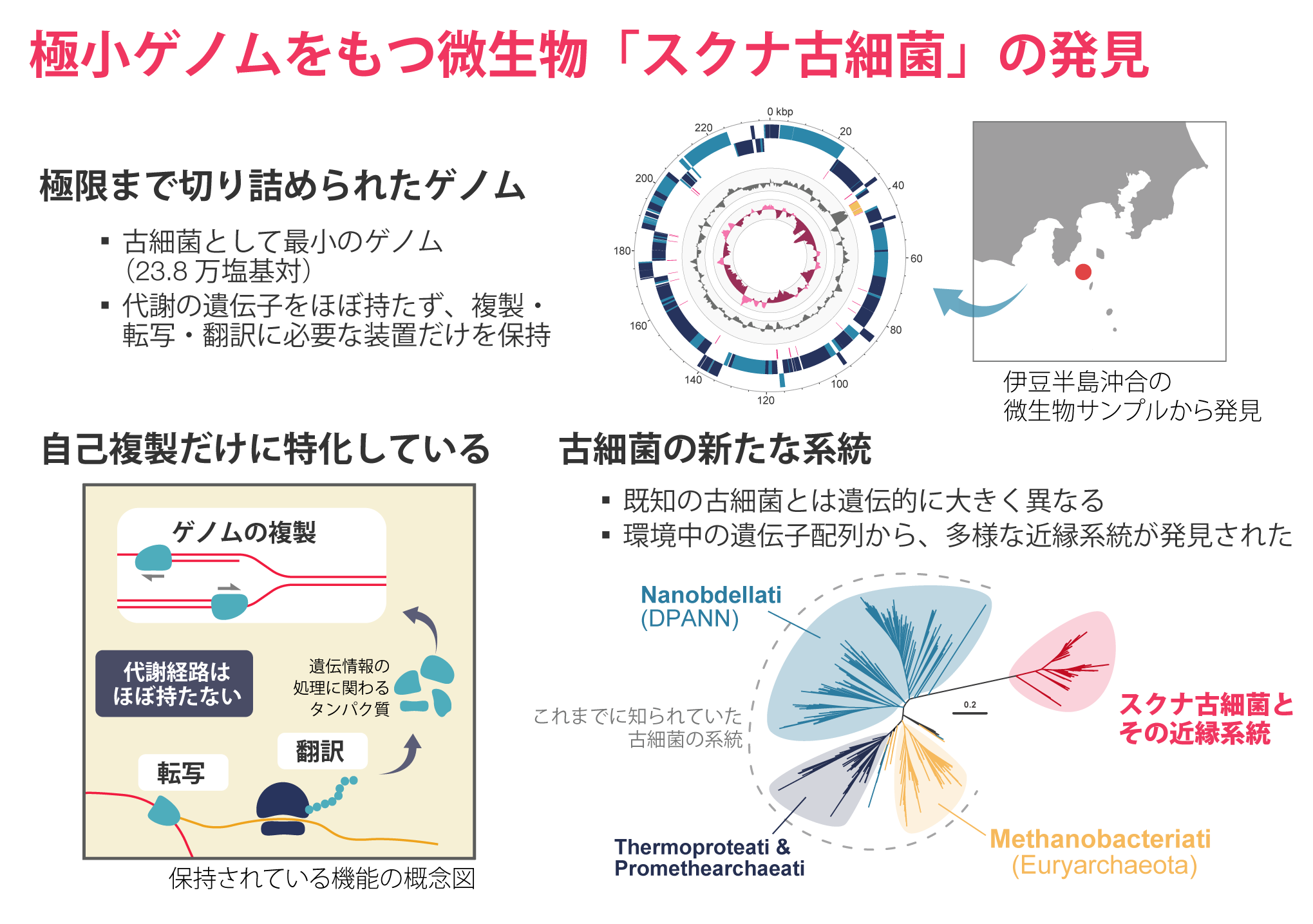 Overview figure: the circular Sukunaarchaeum genome, the sampling area off the Izu Peninsula, and an archaeal family tree