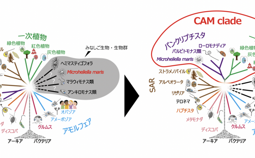 真核生物の新たな系統分類群｢パンクリプチスタ｣と｢CAMクレード｣を提唱