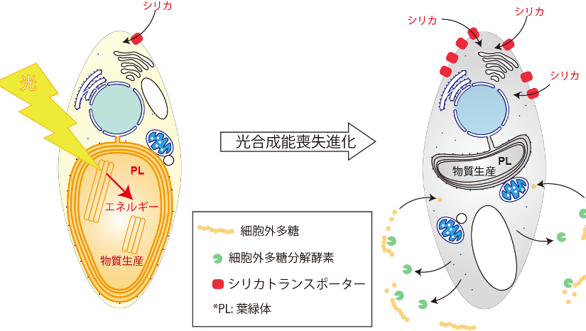 光合成を止（や）めた藻類の100年の謎解く全ゲノム解読に成功