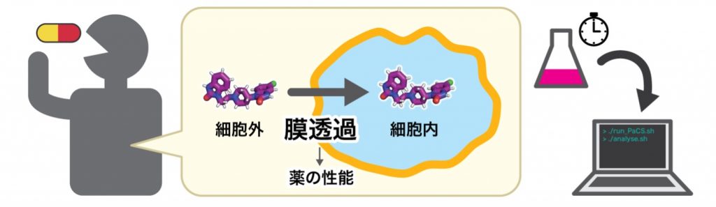 図１：薬剤の膜透過プロセスは、分子シミュレーションによって評価できる。