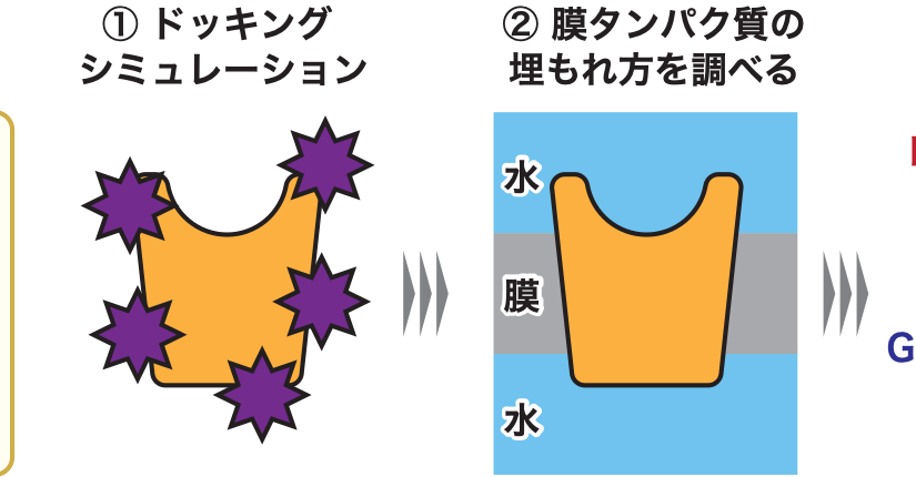 [ウェブリリース]膜タンパク質に対して創薬シミュレーションを可能にする計算手法を開発