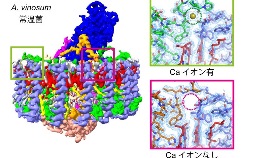 カルシウムが少ない環境に最適化した紅色硫黄細菌の光合成機構を解明